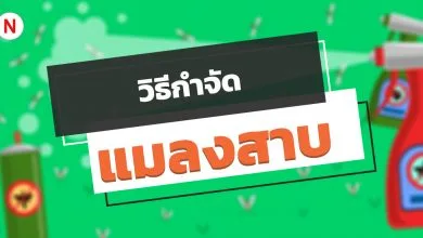 6 วิธีกําจัดแมลงสาบตัวเล็ก ตัวน้อย ภายในบ้านให้ไปหมดจด