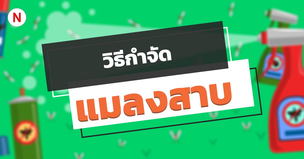 6 วิธีกําจัดแมลงสาบตัวเล็ก ตัวน้อย ภายในบ้านให้ไปหมดจด