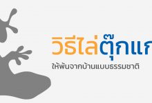 6 วิธีไล่ตุ๊กแกให้พ้นจากบ้าน แบบธรรมชาติ