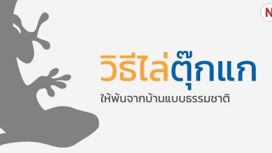 6 วิธีไล่ตุ๊กแกให้พ้นจากบ้าน แบบธรรมชาติ