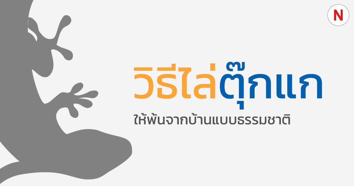 6 วิธีไล่ตุ๊กแกให้พ้นจากบ้าน แบบธรรมชาติ