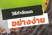 วิธีกําจัดมด ให้พ้นจากบ้านอย่างง่าย ๆ แต่ได้ผลดี!