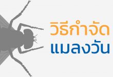 6 วิธีกําจัดและไล่แมลงวัน ออกจากบ้าน ได้ผลจริง!