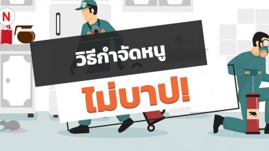 6 วิธีกําจัดหนู ไล่หนู โดยที่ไม่ต้องฆ่า ไม่บาป!