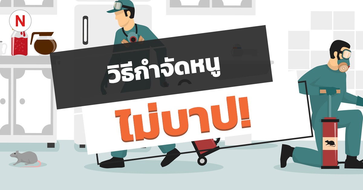 6 วิธีกําจัดหนู ไล่หนู โดยที่ไม่ต้องฆ่า ไม่บาป!