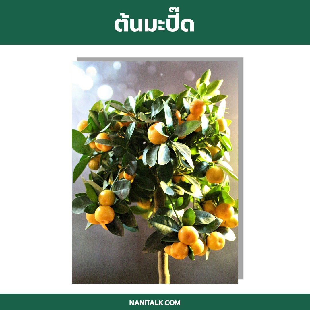 ต้นไม้ในร่ม ต้นมะปี๊ด (Citrus mitis)