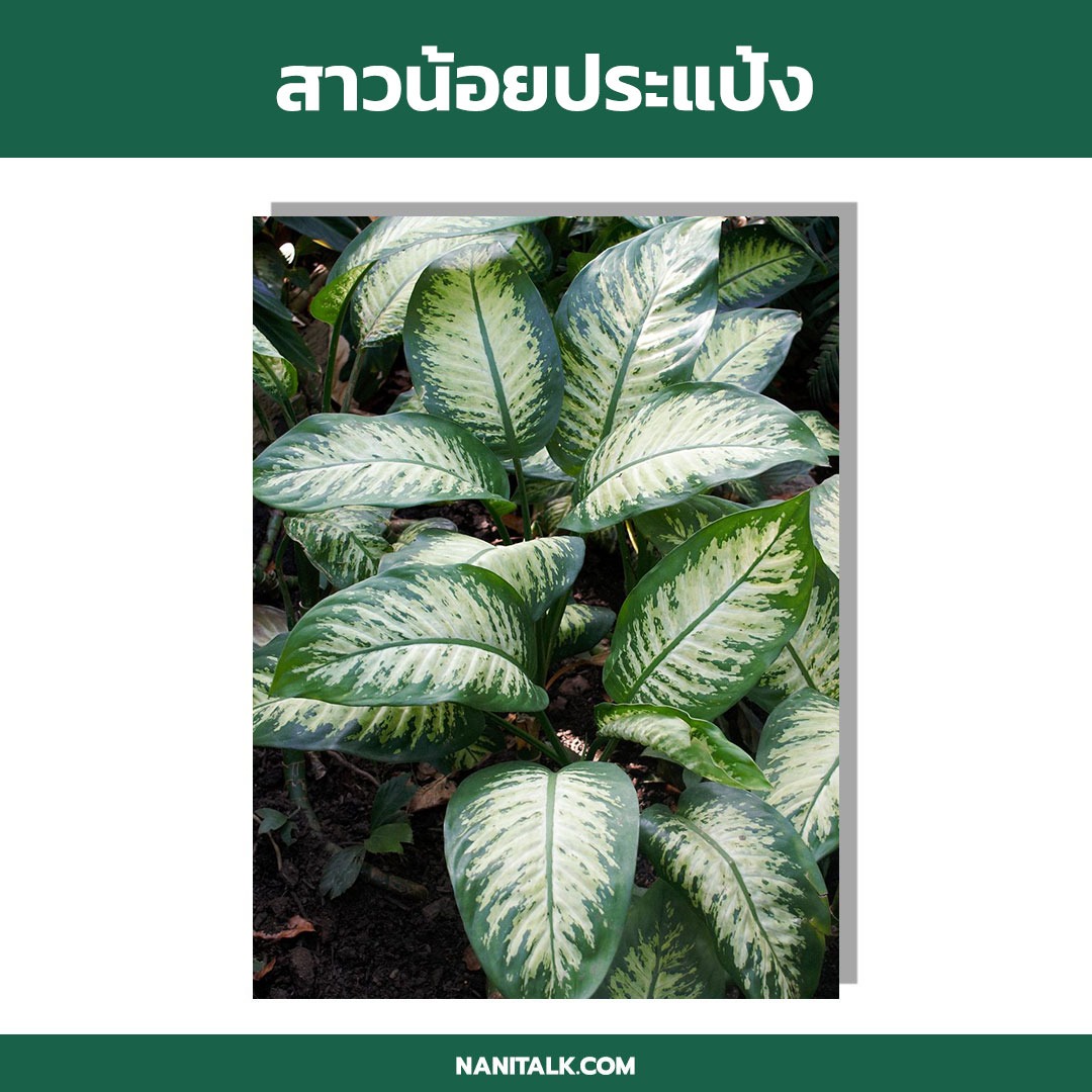 ต้นไม้ในร่ม ต้นสาวน้อยประแป้ง (Dumb Cane)