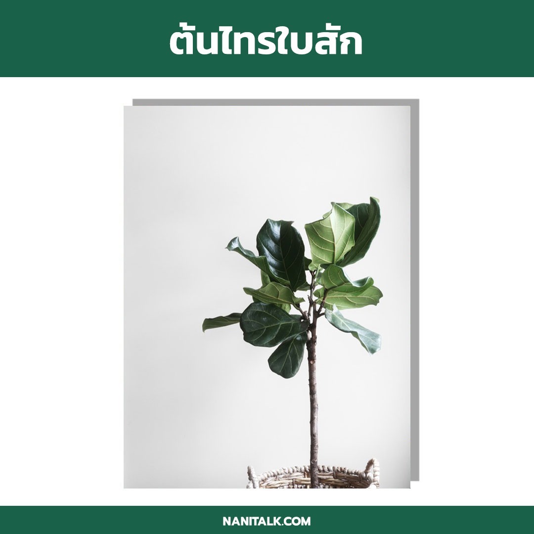 ต้นไทรใบสัก (Fiddle-leaf fig) ต้นไม้ในร่ม