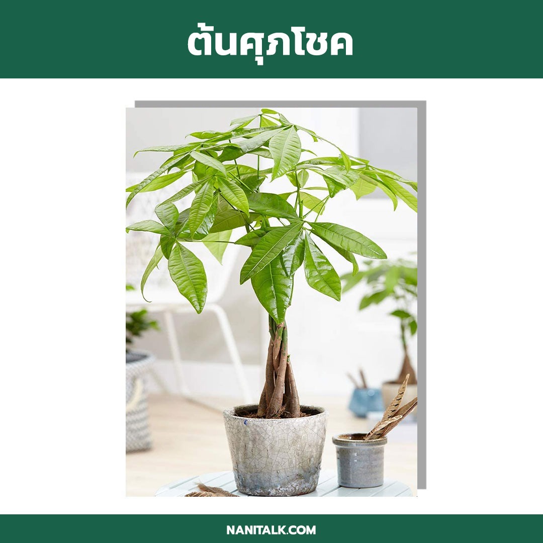 ต้นศุภโชค (Pachira aquatica) ต้นไม้ในร่ม