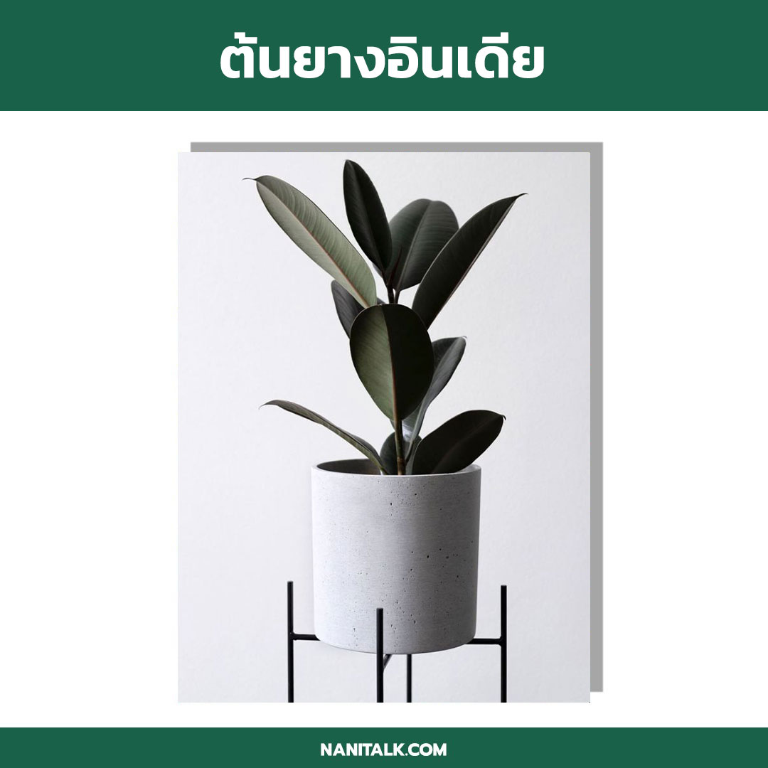 ต้นไม้ในร่ม ต้นยางอินเดีย (Rubber Plant)