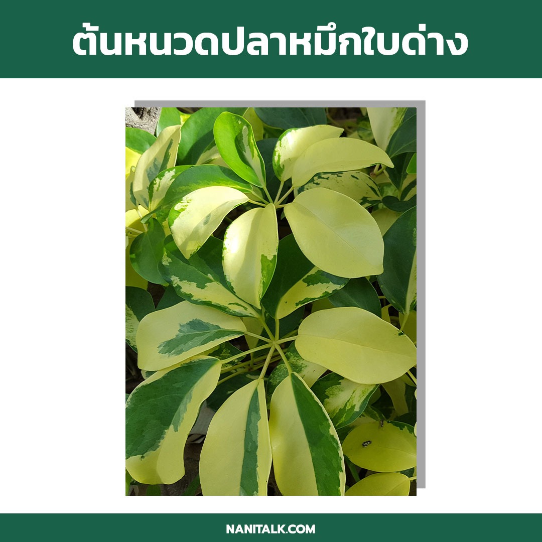 ต้นไม้ในร่ม ต้นหนวดปลาหมึกใบด่าง (Umbrella Tree)