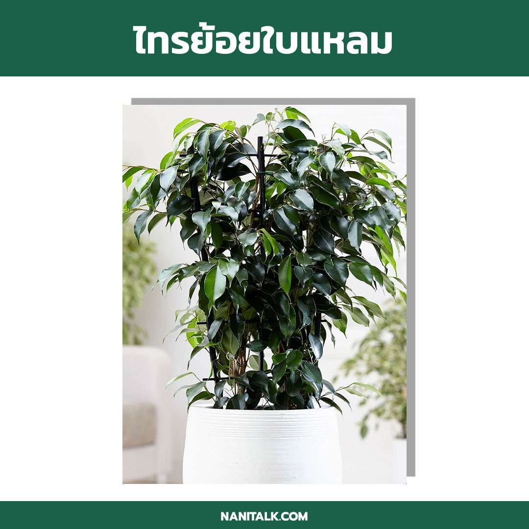 ต้นไทรย้อยใบแหลม (Weeping Fig) ต้นไม้ในร่ม