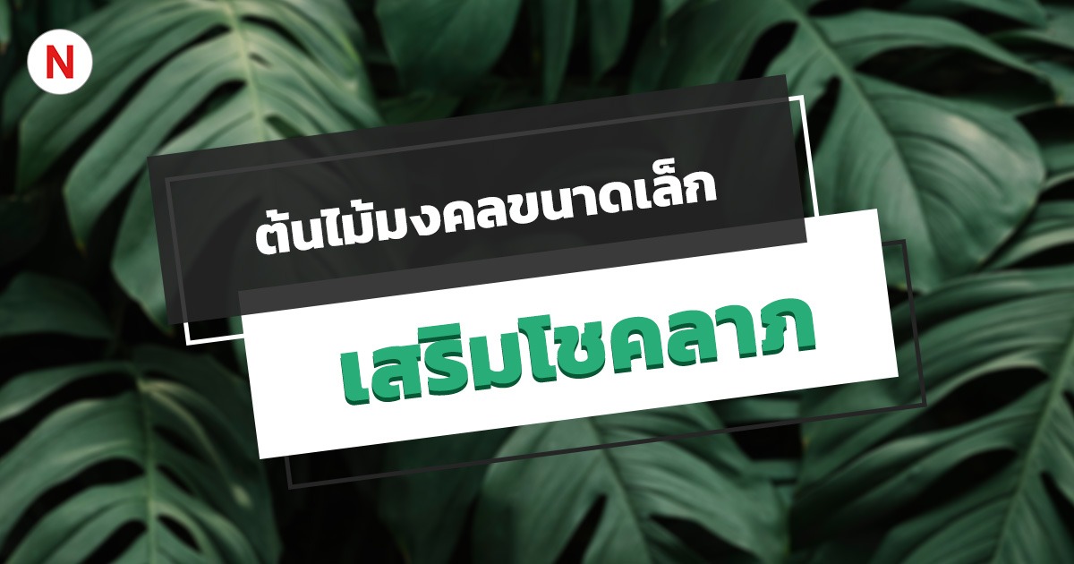 10 ต้นไม้มงคลขนาดเล็ก เสริมโชคลาภและความโชคดี!