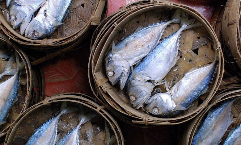 ปลาทู (Short mackerel) ปลาของชาติที่มีประโยชน์มากมาย!