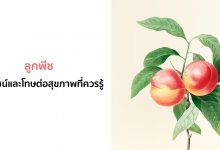 ลูกพีช (Peach) ประโยชน์และโทษต่อสุขภาพที่ควรรู้