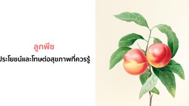 ลูกพีช (Peach) ประโยชน์และโทษต่อสุขภาพที่ควรรู้