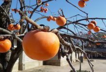 ลูกพลับ (Persimmon) สรรพคุณและประโยชน์ของลูกพลับ ช่วยต้านอนุมูลอิสระ