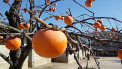 ลูกพลับ (Persimmon) สรรพคุณและประโยชน์ของลูกพลับ ช่วยต้านอนุมูลอิสระ