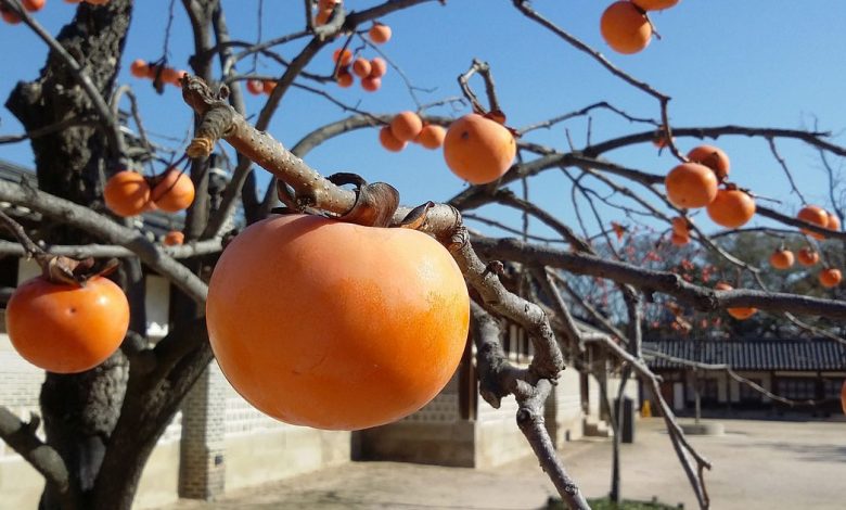 ลูกพลับ (Persimmon) สรรพคุณและประโยชน์ของลูกพลับ ช่วยต้านอนุมูลอิสระ
