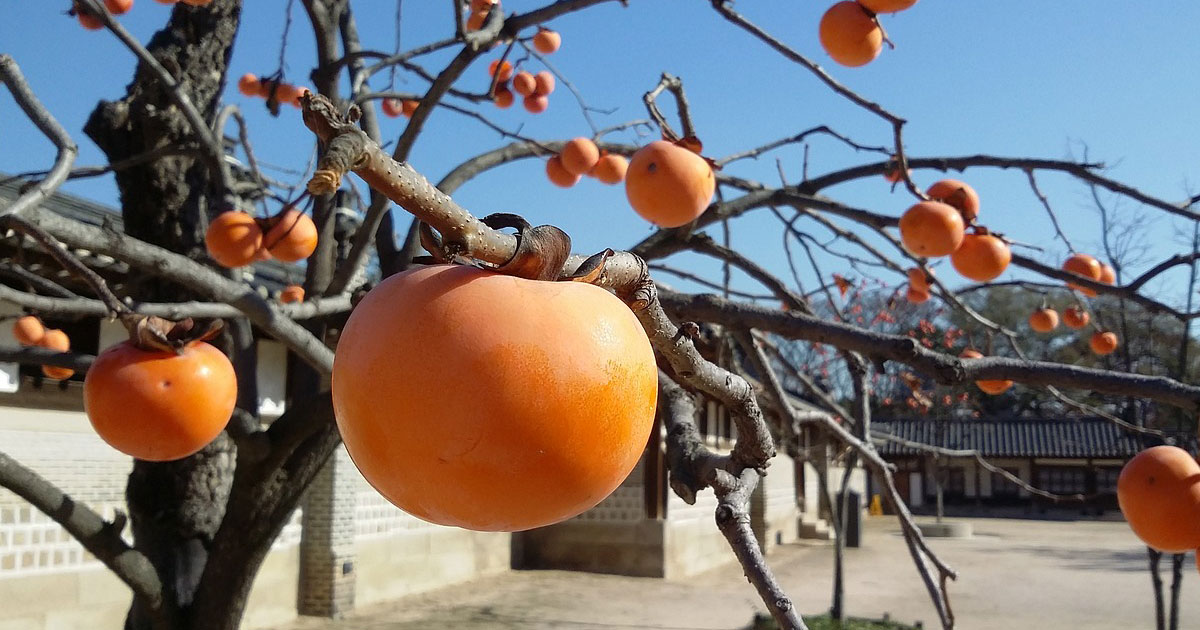 ลูกพลับ (Persimmon) สรรพคุณและประโยชน์ของลูกพลับ ช่วยต้านอนุมูลอิสระ