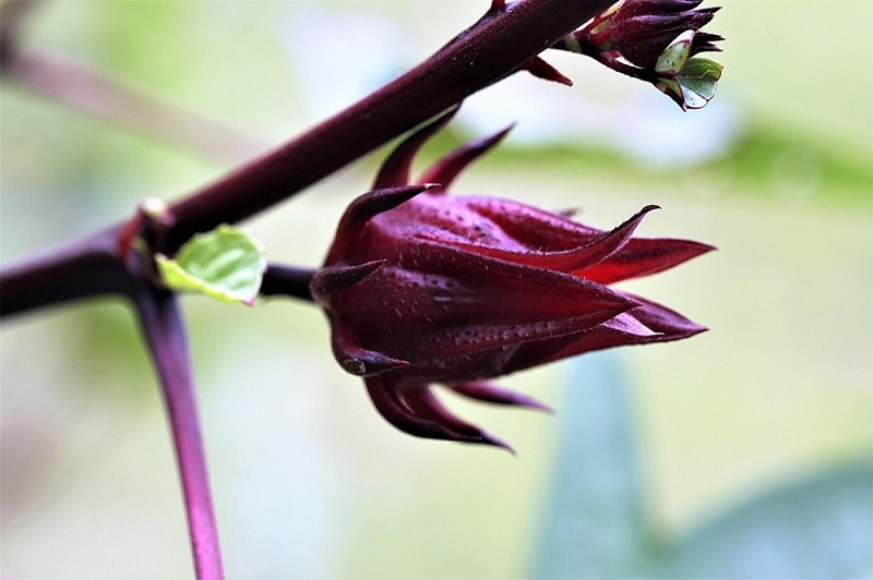 Hibiscus-sabdariffa-Linn