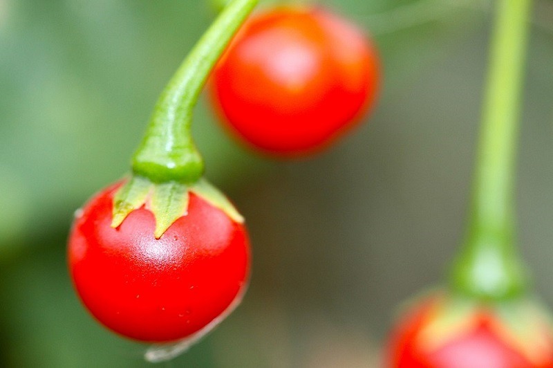 Solanum-violaceum