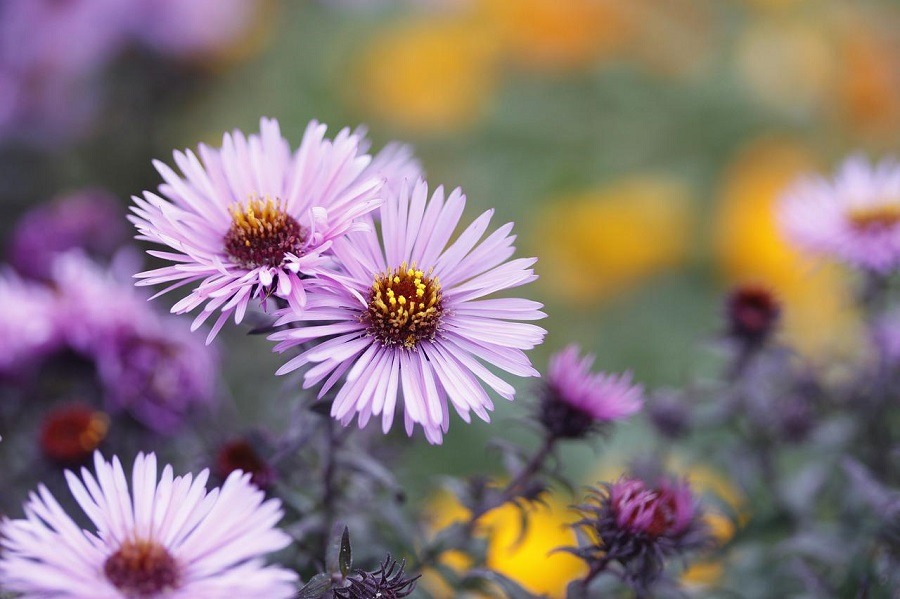 ดอกไม้ความหมายดี ๆ ดอกคัตเตอร์ (Asters)