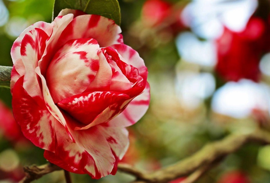ดอกคามิเลีย (Camellia)