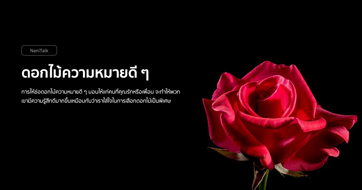 9 ดอกไม้ความหมายดี ๆ มอบให้คนที่คุณรัก! - Nanitalk