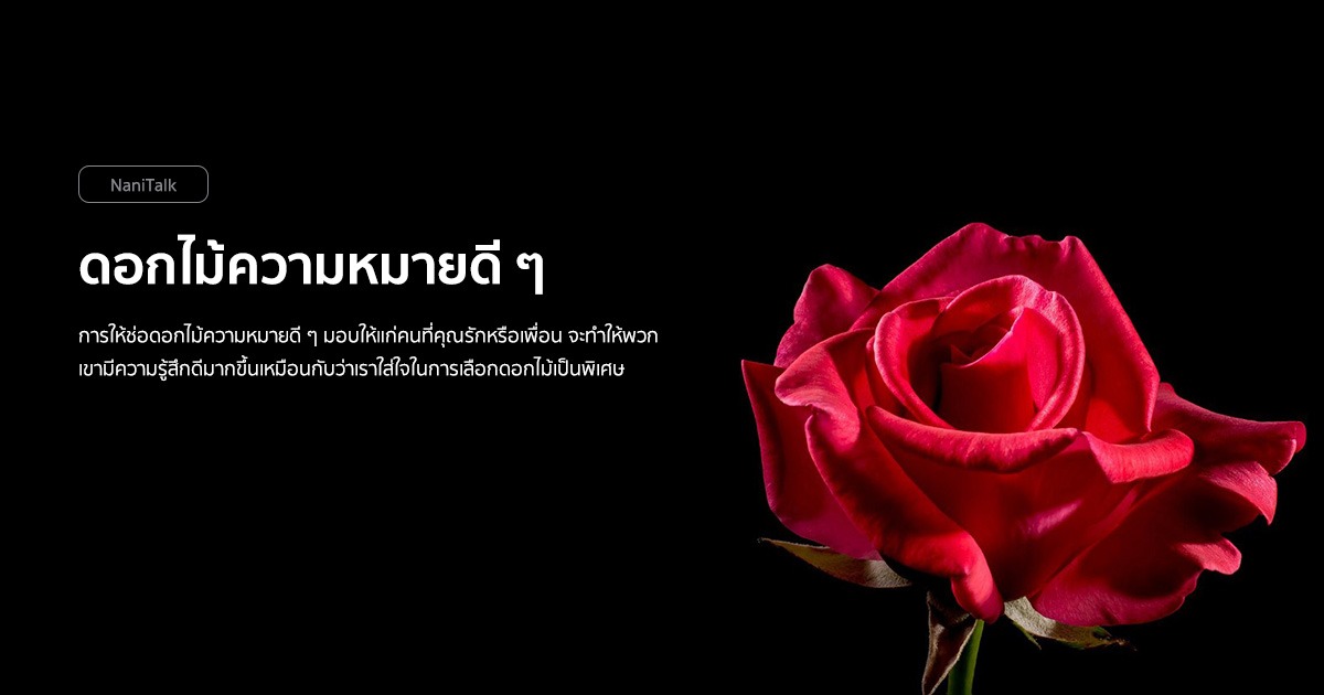 9 ดอกไม้ความหมายดี ๆ มอบให้คนที่คุณรัก!