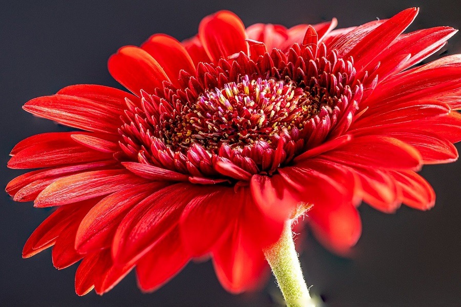 ดอกไม้ความหมายดี ๆ ดอกเยอบีร่า (Gerbera)