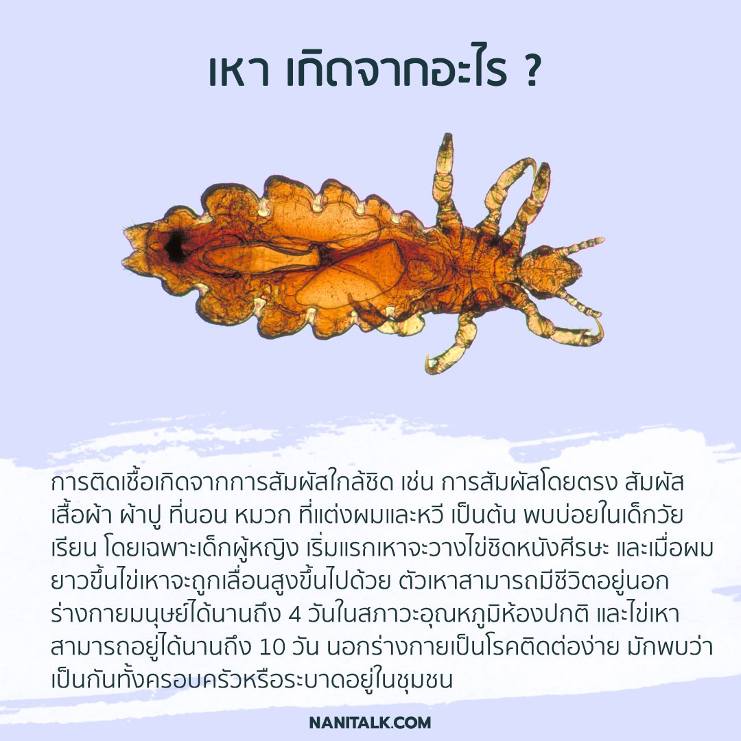 เหา เกิดจากอะไร ?