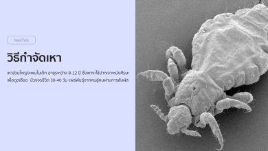 วิธีกําจัดเหา (Pediculosis) ด้วยวิธีธรรมชาติ!