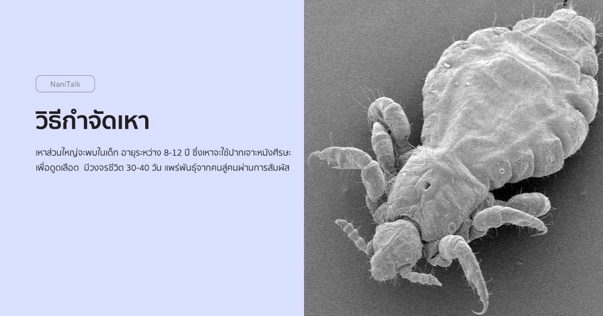 วิธีกําจัดเหา (Pediculosis) ด้วยวิธีธรรมชาติ!