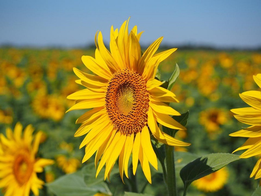 ดอกทานตะวัน (Sunflower)