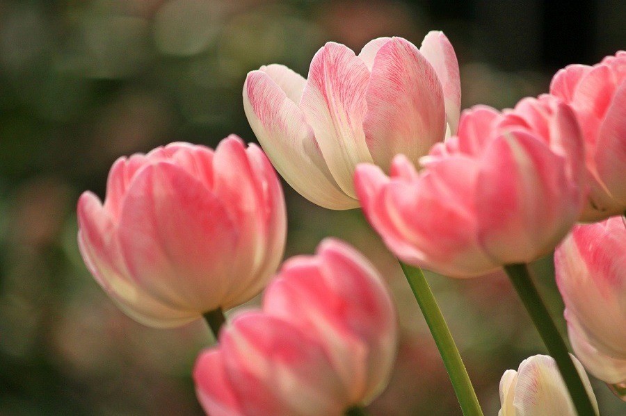 ดอกทิวลิป (Tulip)