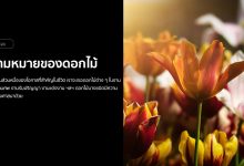 รวมความหมายของดอกไม้ ทั้งไทยและต่างประเทศ