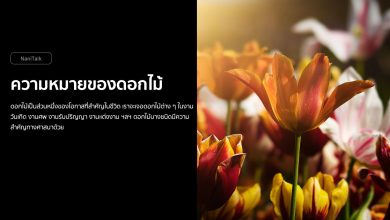 รวมความหมายของดอกไม้ ทั้งไทยและต่างประเทศ