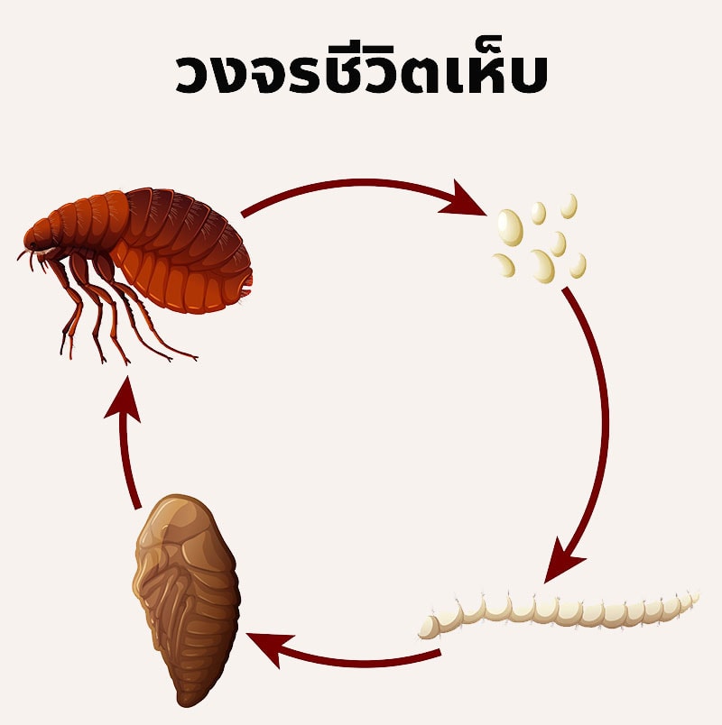 วงจรชีวิตเห็บ