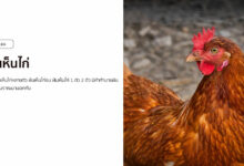 ฝันเห็นไก่หลายตัว หมายถึงอะไร พร้อมเลขเด็ด!
