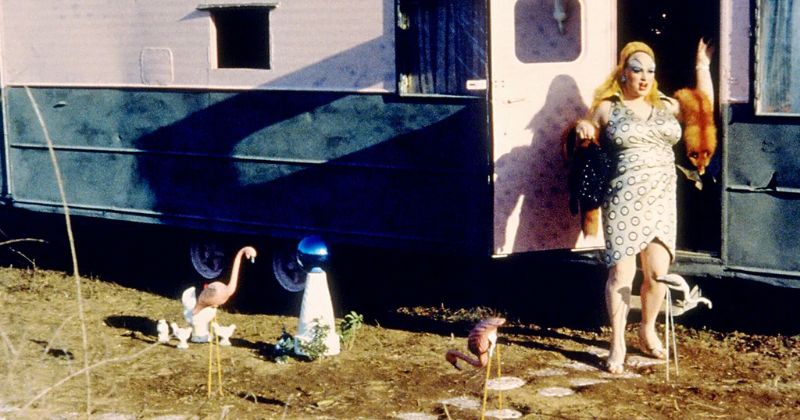 Pink Flamingos 1972