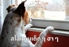 สโลแกน ร้านอาหาร ประธานนักเรียน เด็ด ๆ ฮา ๆ