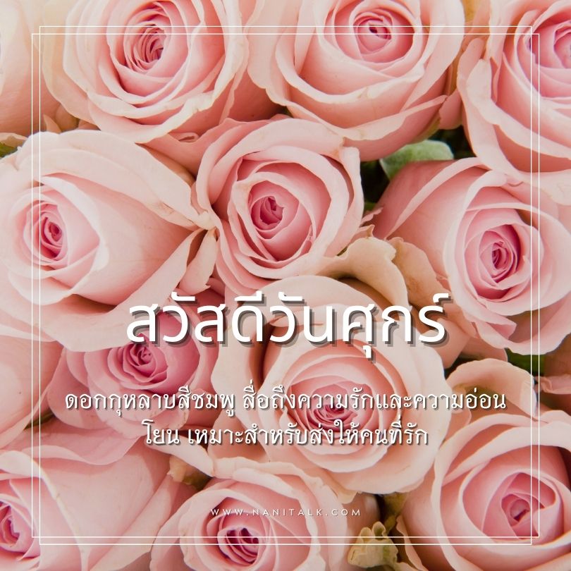 สวัสดีวันศุกร์ดอกไม้สวย ๆ ใหม่ ๆ ดอกกุหลาบสีชมพู