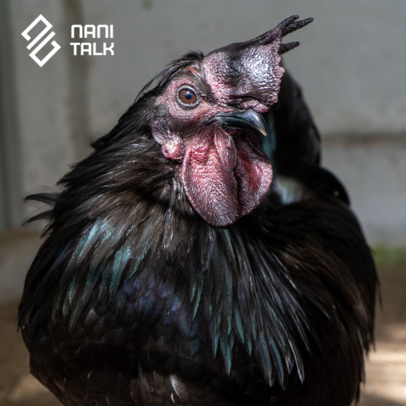 อาหารหรู Ayam Cemani Black Chicken (ไก่ดำชวา)