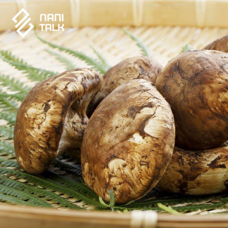 อาหารหรู Matsutake Mushroom (เห็ดมัตสึทาเกะ)