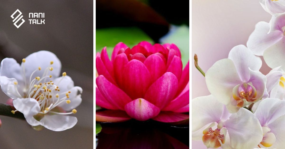 ความหมายของดอกไม้จีน เรียนรู้ความหมายของ 8 ดอกไม้มงคล