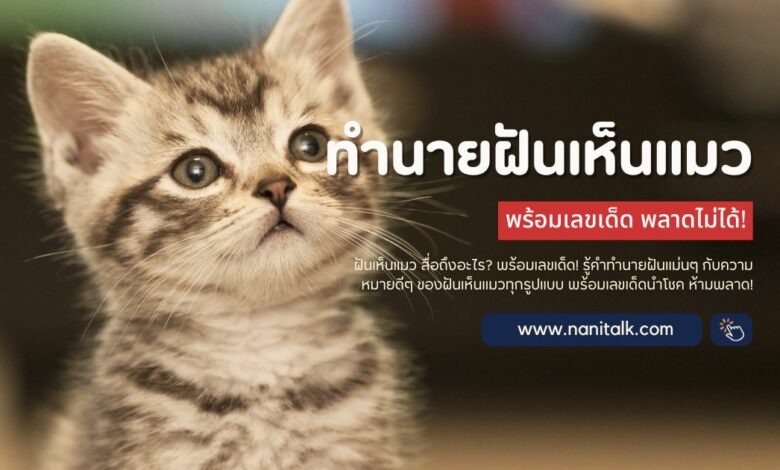 ทํานายฝันเห็นแมว ความหมายดี ๆ พร้อมเลขเด็ด!