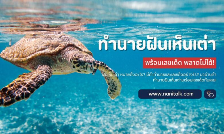 ทํานายฝันเห็นเต่า ฝันเกี่ยวกับเต่า พร้อมเลขเด็ด!