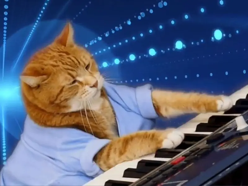 มีมตลก ๆ Keyboard Cat