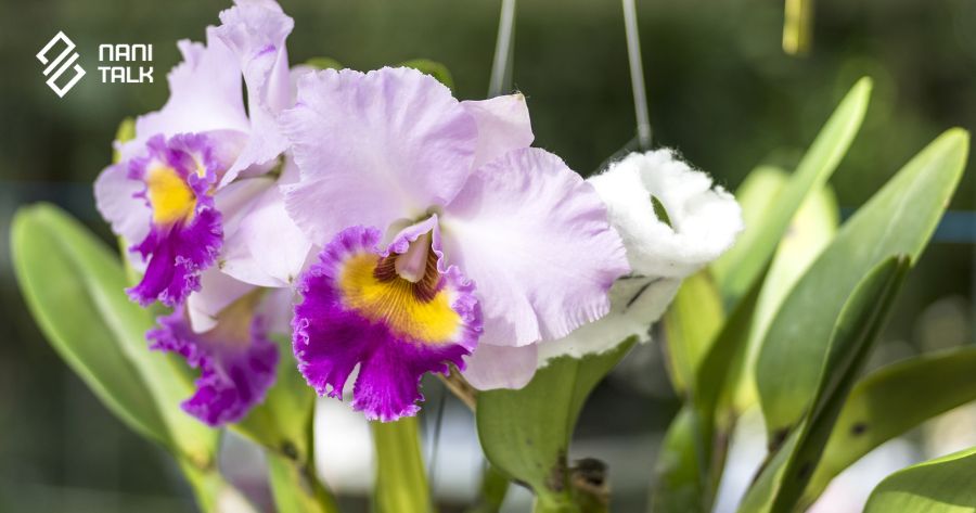 ความหมายของดอกกล้วยไม้แคทลียา (Cattleya)